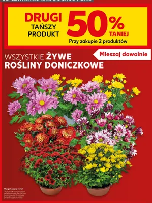 Żywe rośliny doniczkowe promocja w Kaufland