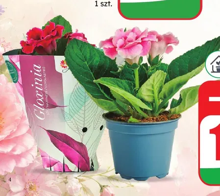 Gloksynia doniczka 12cm wysokość 15cm promocja w Dino