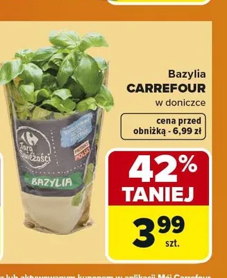 Bazylia w doniczce CARREFOUR promocja w Carrefour