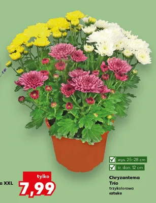 Chryzantema Trio trzykolorowa wys. 25-28cm śr. don. 12cm promocja w Kaufland