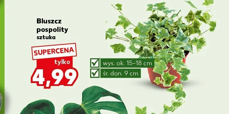 Bluszcz pospolity promocja w Kaufland
