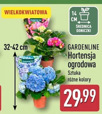Hortensja ogrodowa promocja w Aldi