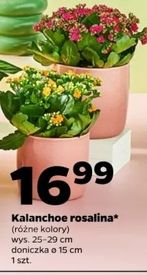 Kalanchoe rosalina promocja w Netto