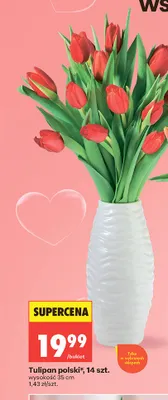 Tulipan polski 14szt. wysokość 35cm promocja w Biedronka