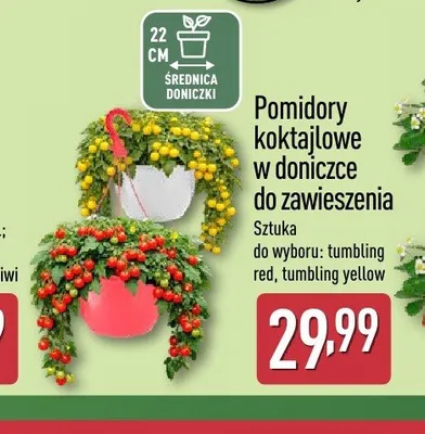 Pomidory koktajlowe w doniczce do zawieszenia tumbling yellow promocja w Aldi