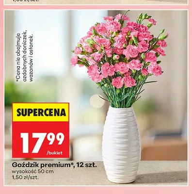 Goździk premium 12szt. promocja w Biedronka