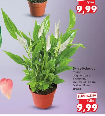 Skrzydłokwiat promocja w Kaufland