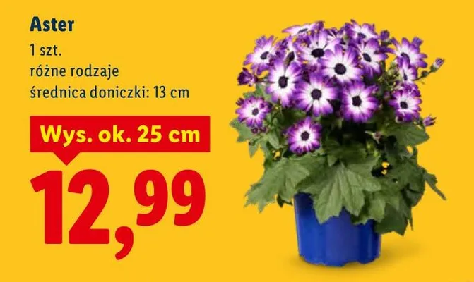 Aster, różne rodzaje promocja w Lidl