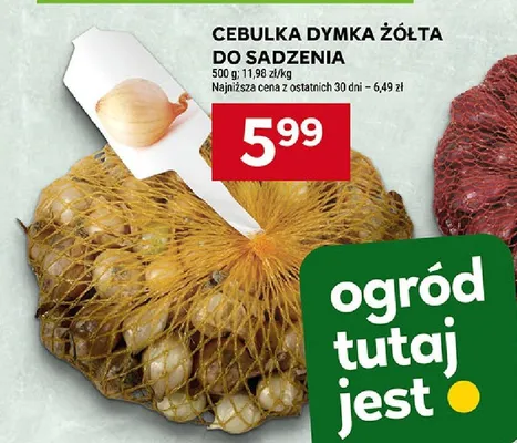Cebulka dymka żółta do sadzenia promocja w Stokrotka