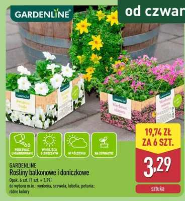 Rośliny balkonowe i doniczkowe promocja w Aldi