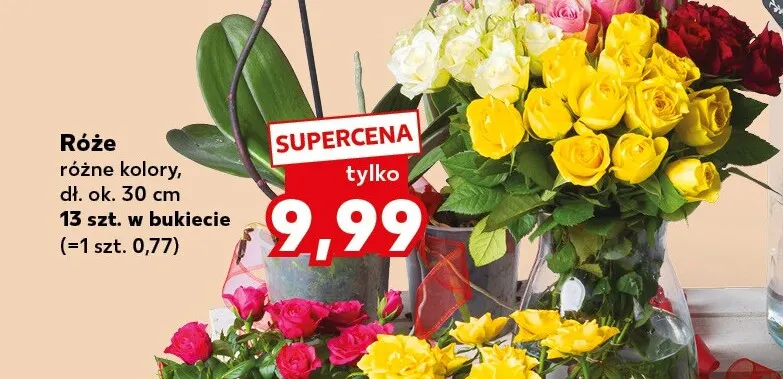 Róże promocja w Kaufland