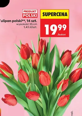 Tulipan polski, 14 szt. promocja w Biedronka