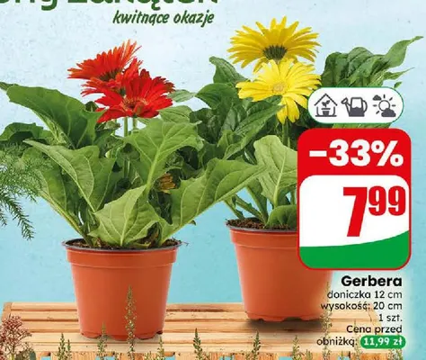 Gerbera promocja w Dino