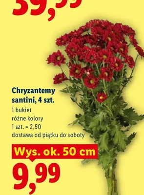 Chryzantemy santini 4-pak promocja w Lidl
