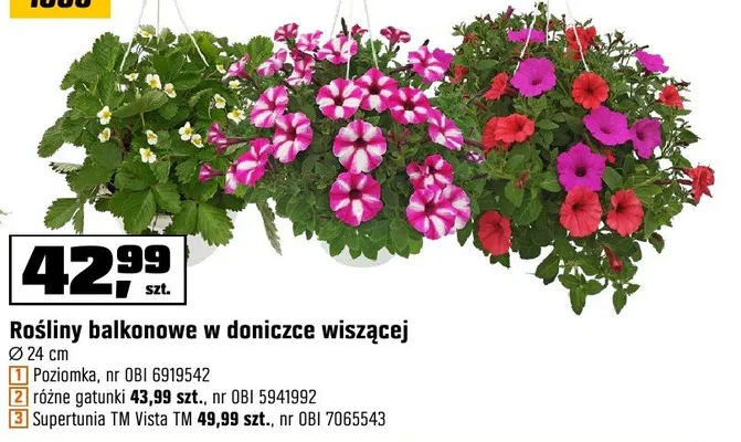 Rośliny balkonowe w doniczce wiszącej promocja w OBI