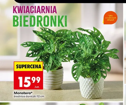Monstera promocja w Biedronka