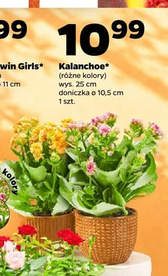 Kalanchoe promocja w Netto