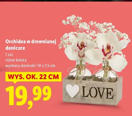 Orchidea w drewnianej doniczce różne kolory promocja w Lidl