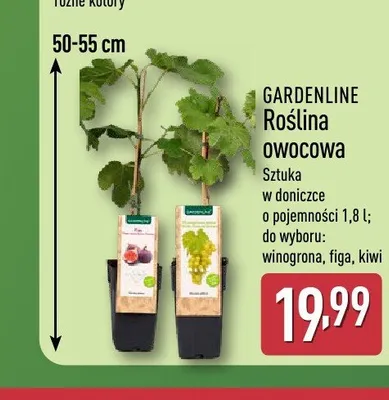 Roślina owocowa winogrona GARDENLINE promocja w Aldi