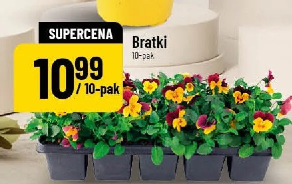 Bratki 10-pak promocja w POLOmarket