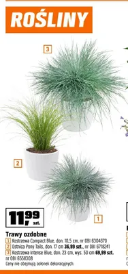 Trawa ozdobna Kostrzewa Intense Blue don. 23cm wys. 50cm promocja w OBI