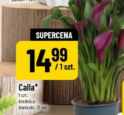 Calla promocja w POLOmarket