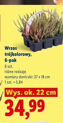 Wrzos trójkolorowy 6-pak 27x18 cm promocja w Lidl