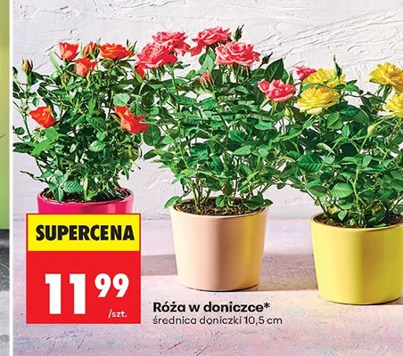 Róża w doniczce promocja w Biedronka
