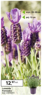 Lawenda francuska promocja w Leroy Merlin