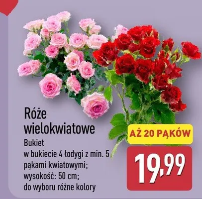 Róże wielokwiatowe Bukiet promocja w Aldi