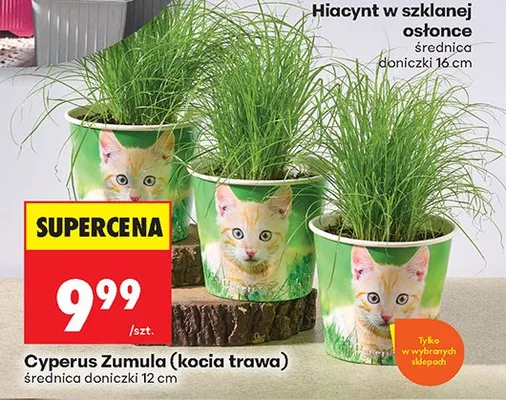 Hiacynt w szklanej osłonce promocja w Biedronka