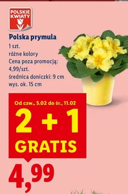 Polska prymula różne kolory promocja w Lidl