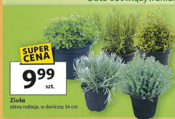 Zioła różne rodzaje w doniczce promocja w Auchan