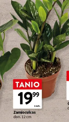 Roślina Zamioculcas don. 12cm promocja w Intermarche