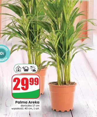 Palma Areka promocja w Dino