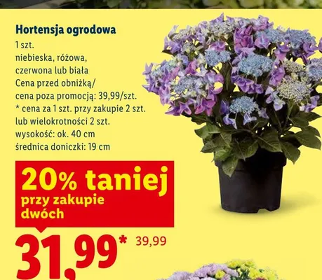 Hortensja ogrodowa biała promocja w Lidl