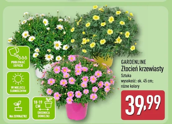 Złocień krzewiasty promocja w Aldi