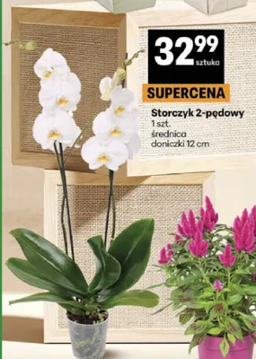 Storczyk 2-pędowy promocja w Delikatesy Centrum