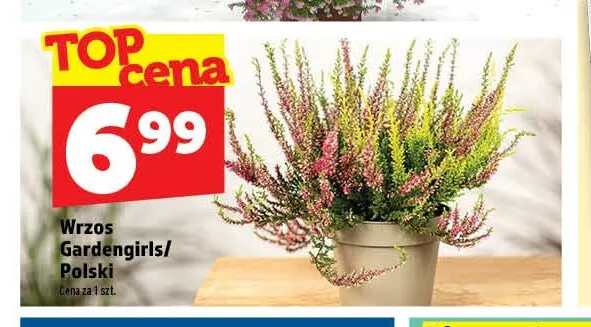 Wrzos Gardengirls promocja w TOPAZ