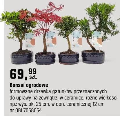 Bonsai ogrodowe formowane drzewka gatunków przeznaczonych do uprawy na zewnątrz, w ceramice, różne wielkości promocja w OBI