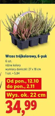 Wrzos trójkolorowy 6-pak promocja w Lidl