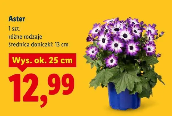 Aster, różne rodzaje promocja w Lidl