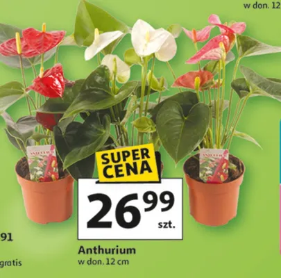 Anthurium promocja w Auchan