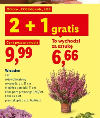Wrzosiec promocja w Lidl