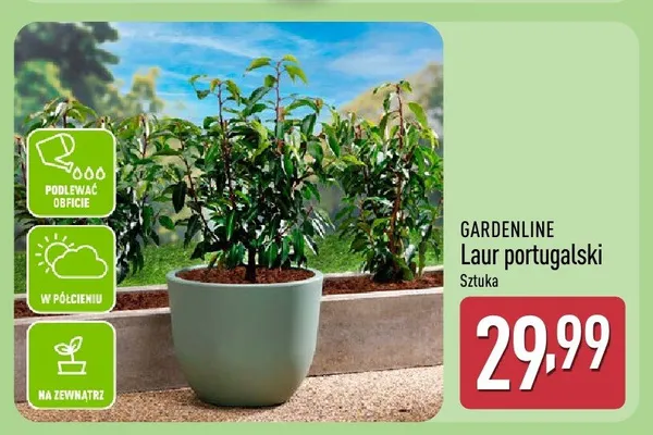 Laur portugalski promocja w Aldi