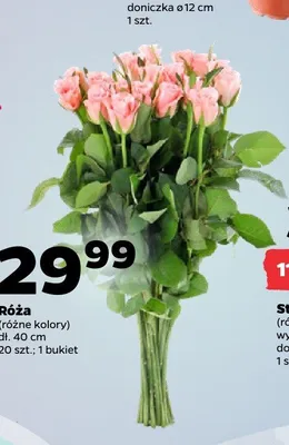 Róża bukiet promocja w Netto