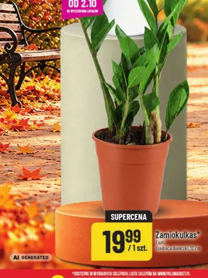 Zamiokulkas średnica doniczki 12 cm POLOmarket promocja w POLOmarket