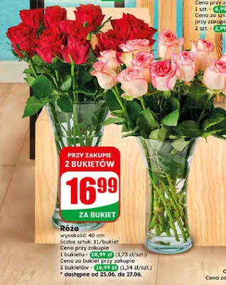 Róże promocja w Dino
