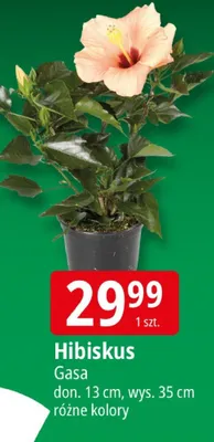 Hibiskus promocja w Leclerc