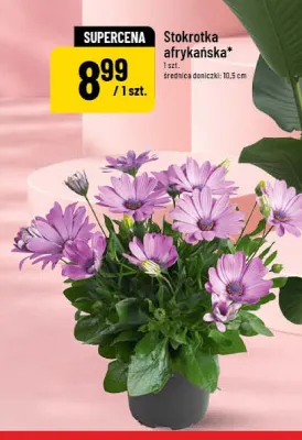 Stokrotka afrykańska średnica doniczki 10,5cm promocja w POLOmarket
